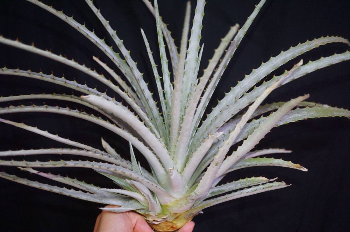 ヘクチア　‘Baker’s Beauty’ 新品】Hechtia 'Baker's Beauty' 子株付き大株 ヘクチア