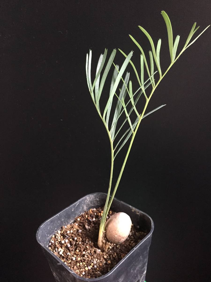 ◇マクロザミア ステノメラ 実生苗 Macrozamia stenomera マクロザミア