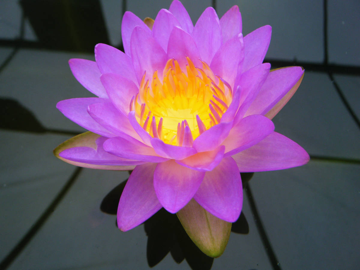 ダイヤモンドクラウン 亜属種 耐寒性睡蓮 スイレン 苗 ヤ*ト様 耐寒性