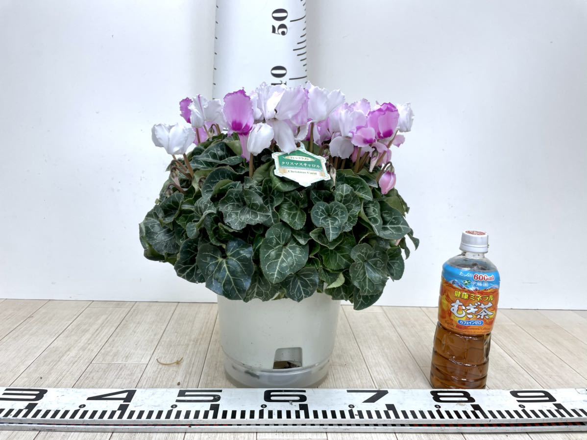 シクラメン クリスマスキャロル 6号鉢 オススメ の落札情報詳細 ヤフオク落札価格情報 オークフリー スマートフォン版