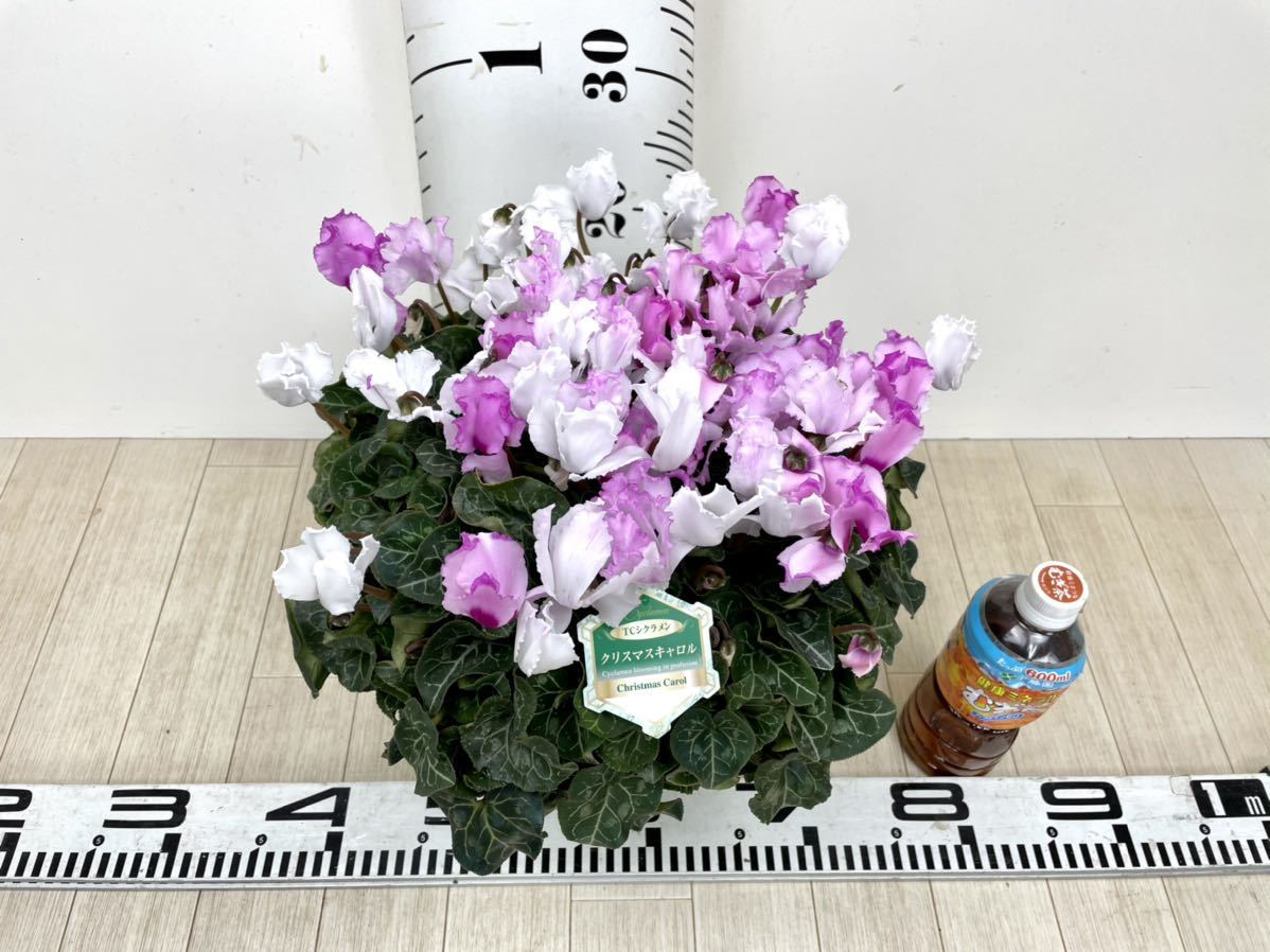 シクラメン クリスマスキャロル 6号鉢 オススメ の落札情報詳細 ヤフオク落札価格情報 オークフリー スマートフォン版