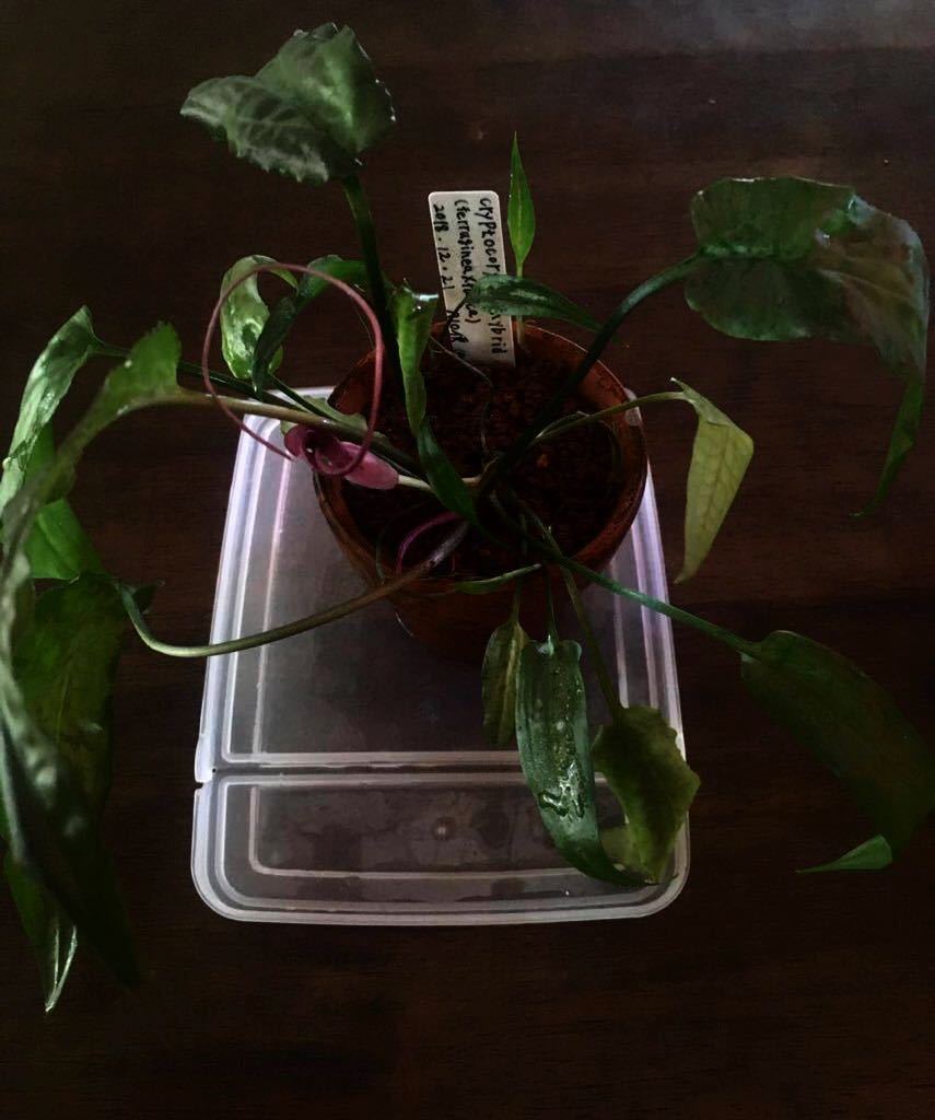 クリプトコリネ ブルゴーニュレッド 正規タグ付き クリプトコリネ