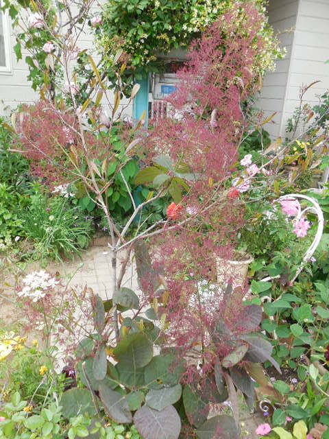 新品 スモークツリー 煙の木 グレース 苗木 の落札情報詳細 ヤフオク落札価格情報 オークフリー スマートフォン版