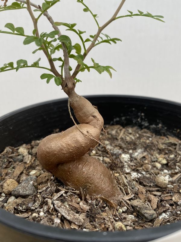 オペルクリカリア パキプス 塊根植物 パキプス オペルクリカリア塊根植物