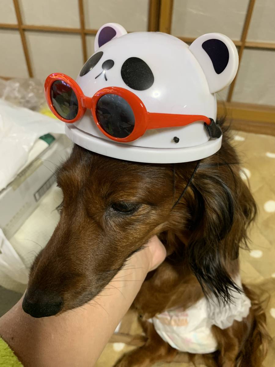 イヌ用ヘルメット ミニチュアダックス チワワ トイプードル の落札情報詳細 ヤフオク落札価格情報 オークフリー スマートフォン版
