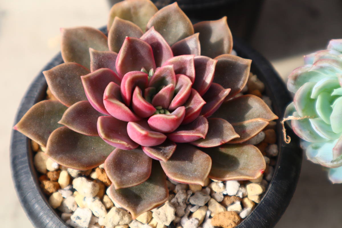 多肉植物 エケベリア・ミナの落札情報詳細 - Yahoo!オークション落札