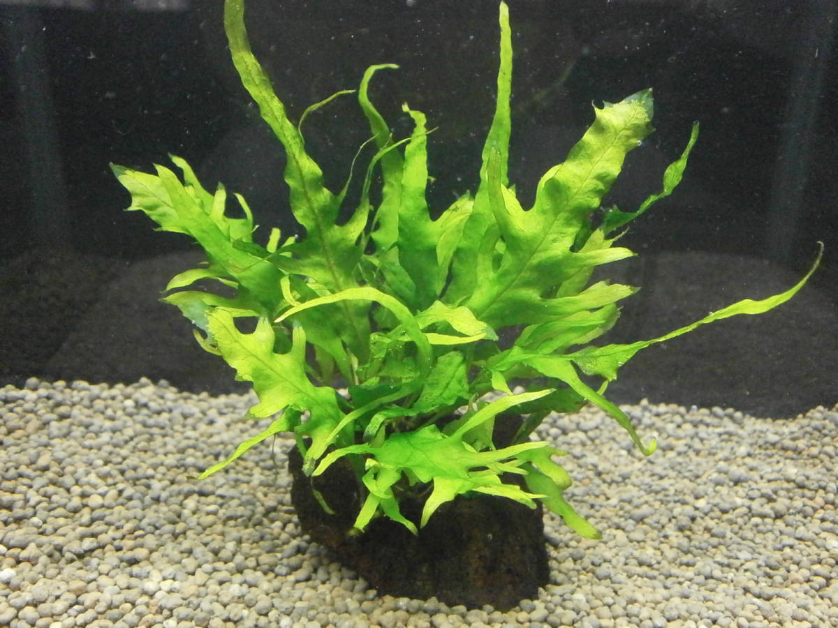 新品 ミクロソリウム フォークリーフ 溶岩石活着 無農薬 の落札情報詳細 ヤフオク落札価格情報 オークフリー スマートフォン版