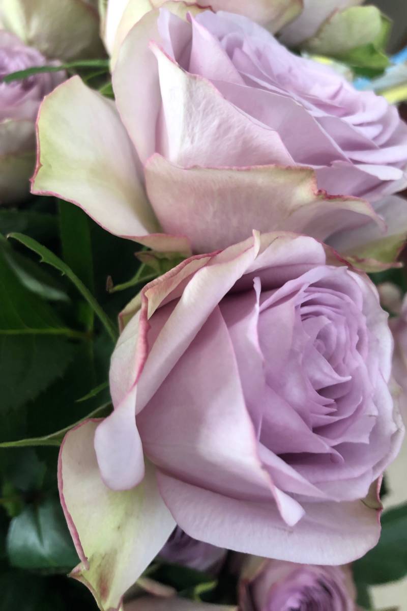 切り花品種 ライラッククラシック 紫 カップ咲き 大人の雰囲気のバラ 挿し木苗 の落札情報詳細 ヤフオク落札価格情報 オークフリー スマートフォン版