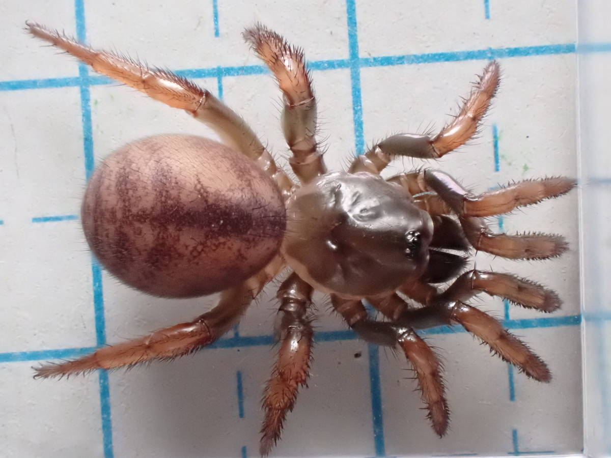 超希少種 ヤエヤマトタテグモ 石垣島産 クモ 奇虫 の落札情報詳細 ヤフオク落札価格情報 オークフリー スマートフォン版