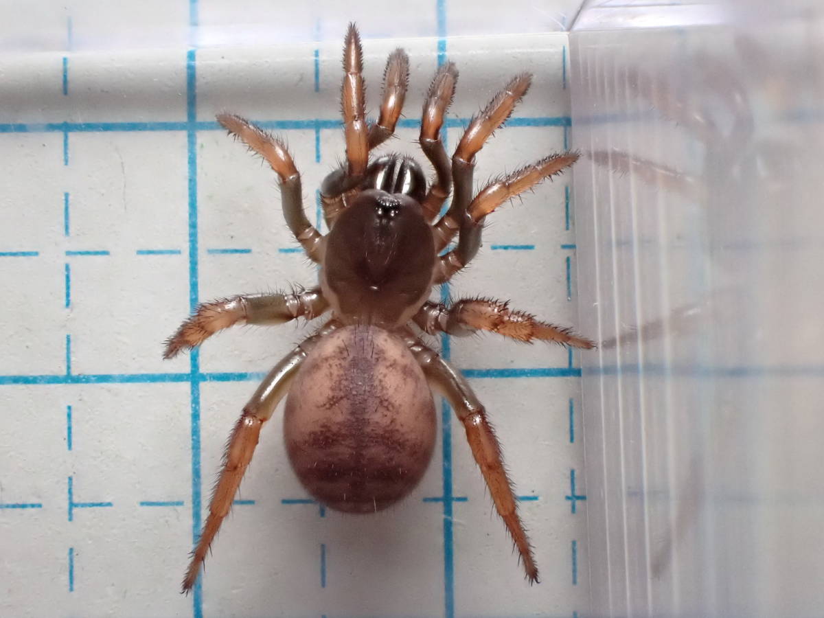 超希少種 ヤエヤマトタテグモ 石垣島産 クモ 奇虫 の落札情報詳細 ヤフオク落札価格情報 オークフリー スマートフォン版
