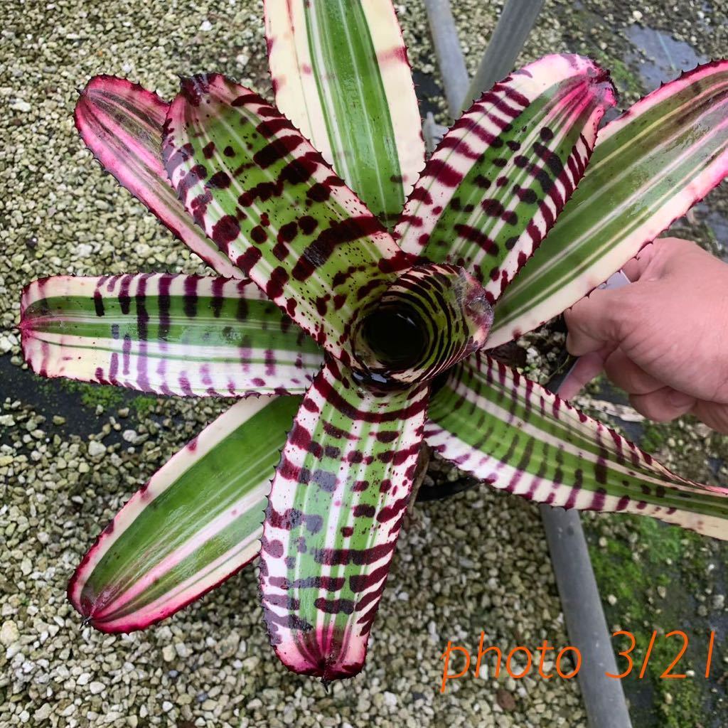 ☆NEW☆Neoregelia “Ironside”☆ネオレゲリアの落札情報詳細 - Yahoo