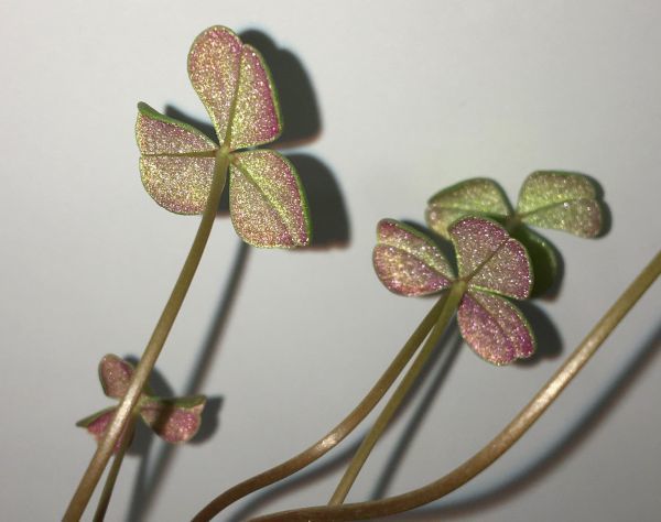 赤い茎の塊根性オキザリス不明種 Oxalis Sp カタバミ コーデックス 盆栽 多肉植物 珍奇植物 原種 山野草 の落札情報詳細 ヤフオク落札価格情報 オークフリー スマートフォン版