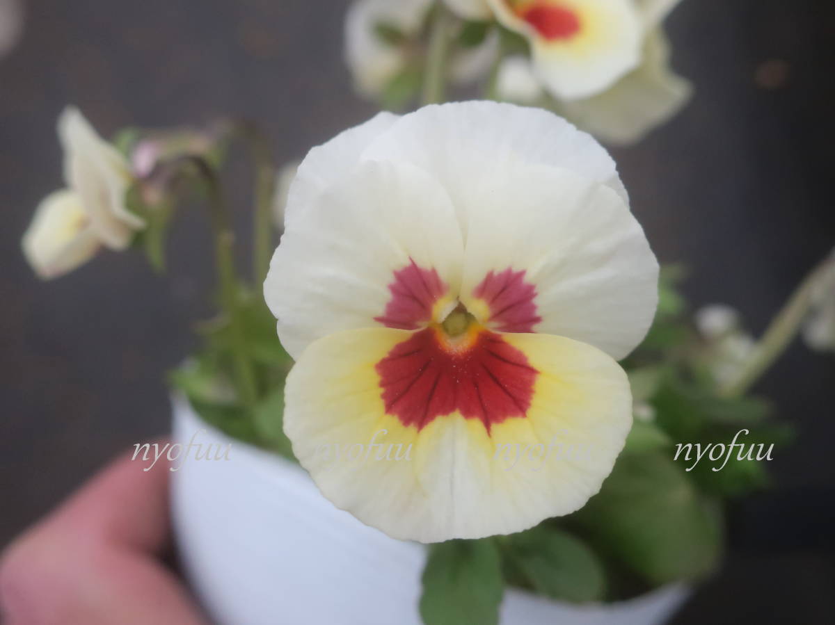 新品 希少 川越rokaさん作出 変わり咲き ビオラ 雪うさぎ 花ろまん 雪ウサギ ゆきうさぎ ユキウサギ パンジー 耐寒 草花 庭植え ガーデニング の落札情報詳細 ヤフオク落札価格情報 オークフリー スマートフォン版