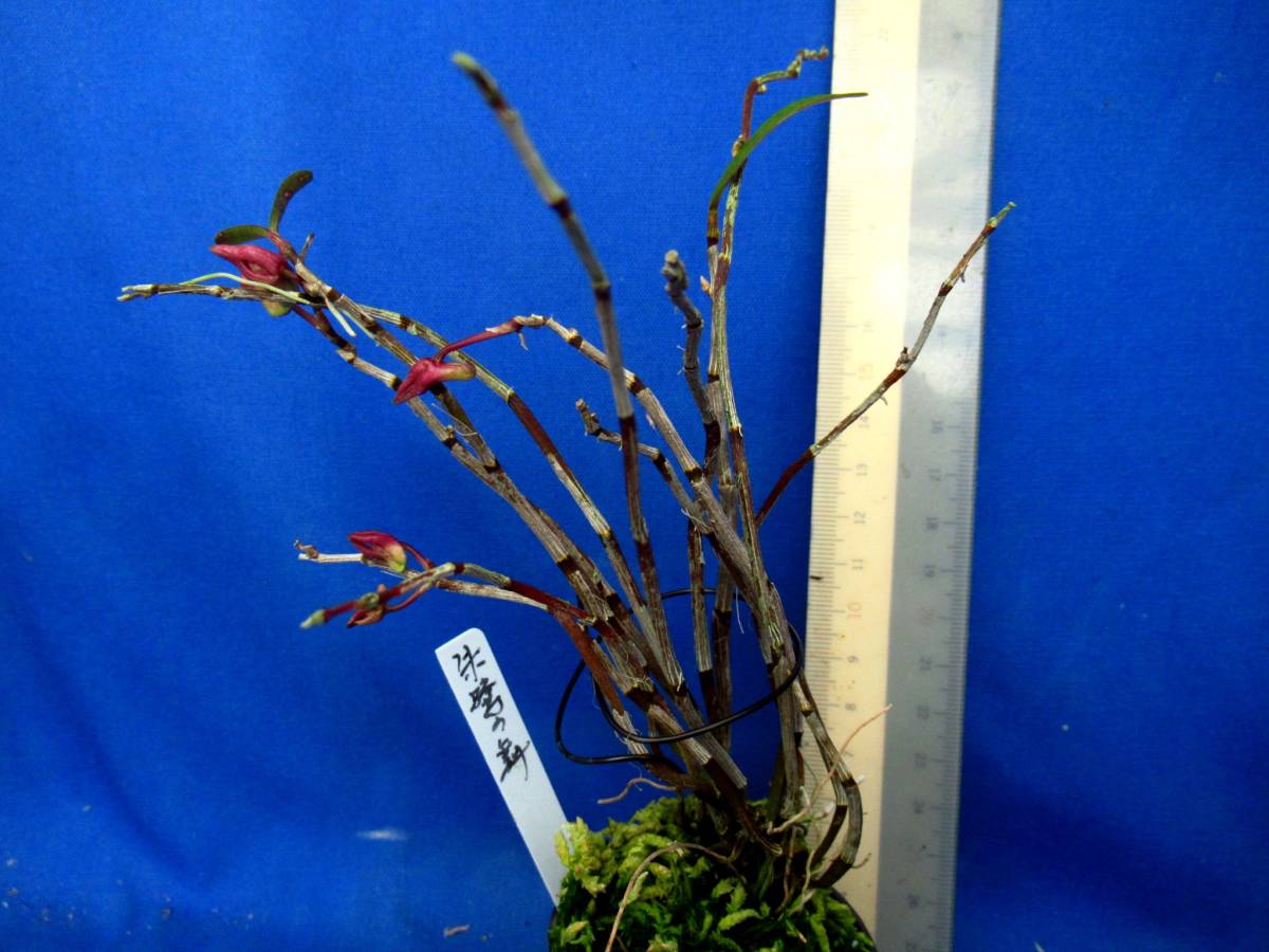 rj 富貴蘭 長生蘭 セッコク 朱鷺の舞の花芽付き gw中の第四種郵便での発送は不可 の落札情報詳細 ヤフオク落札価格情報 オークフリー スマートフォン版 rj 富貴蘭 長生蘭 セッコク 朱鷺の舞の花芽付き gw中の第四種郵便での発送は不可 の落札情報詳細 ヤフオク落札価格情報 オークフリー スマートフォン版