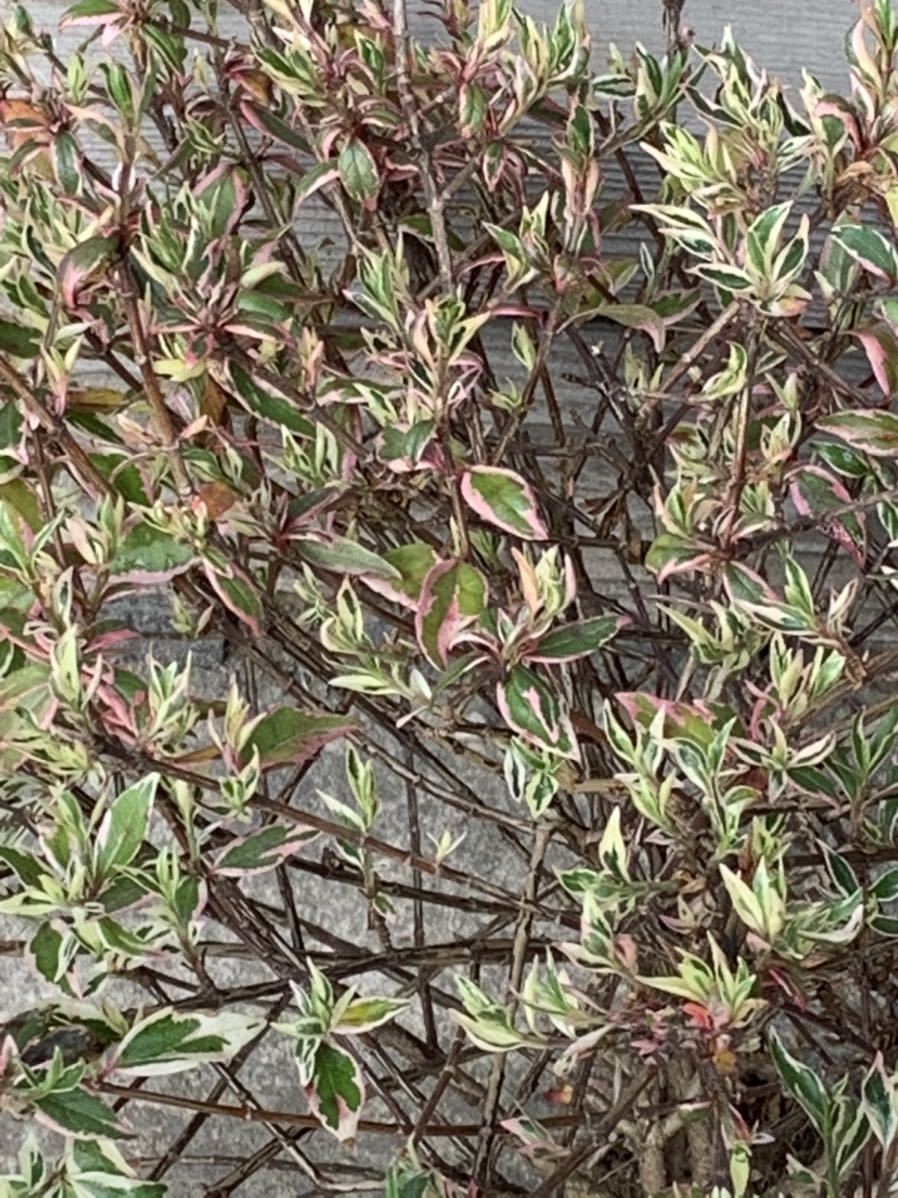 新品 アベリア コンフェッティ 3本セット 斑入り品種 紅葉 育てやすいので初心者向け 生垣 目隠し 常緑樹 2 の落札情報詳細 ヤフオク落札価格情報 オークフリー スマートフォン版