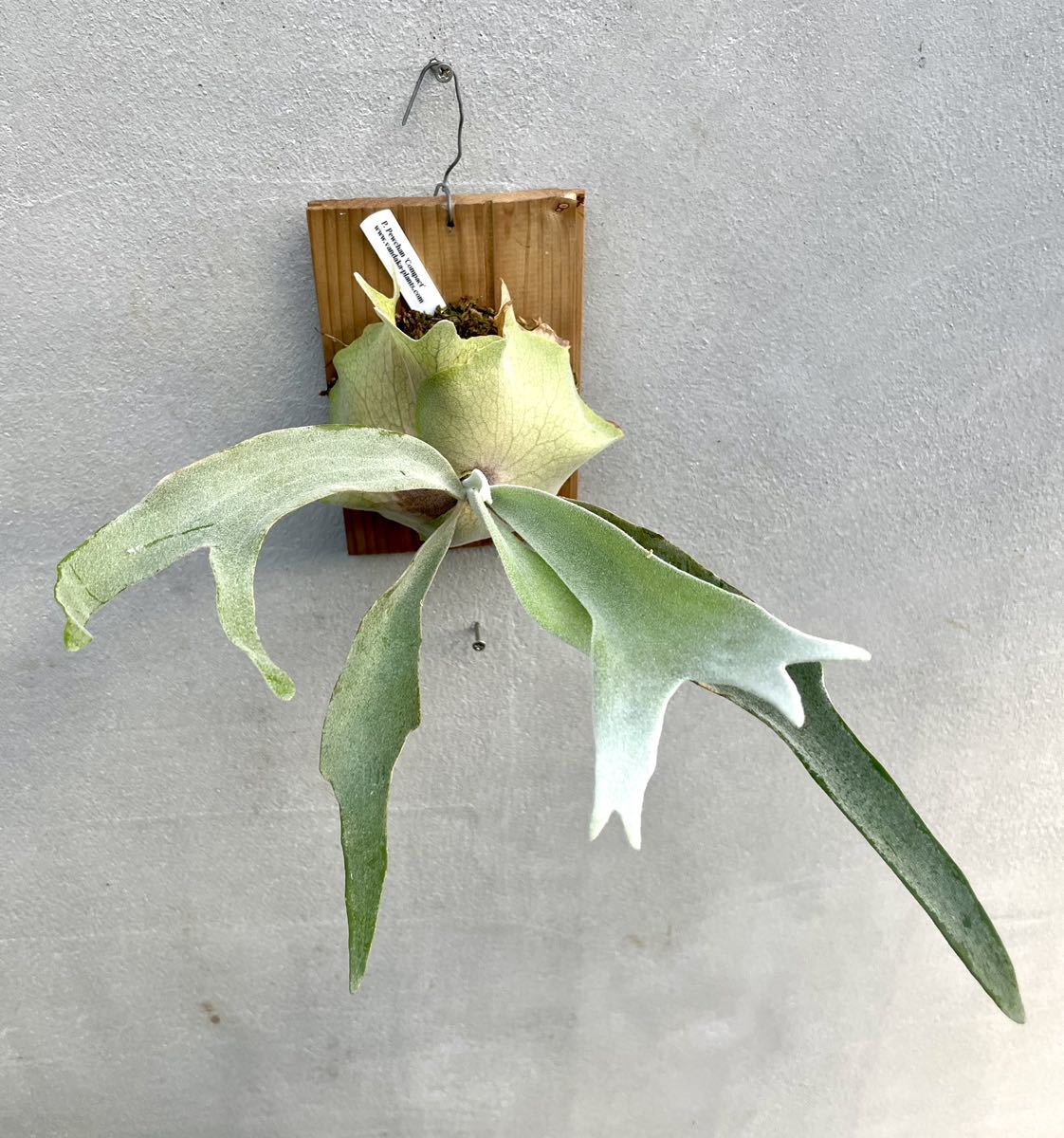 P. pewchan compact / ビカクシダ ピューチャンコンパクト