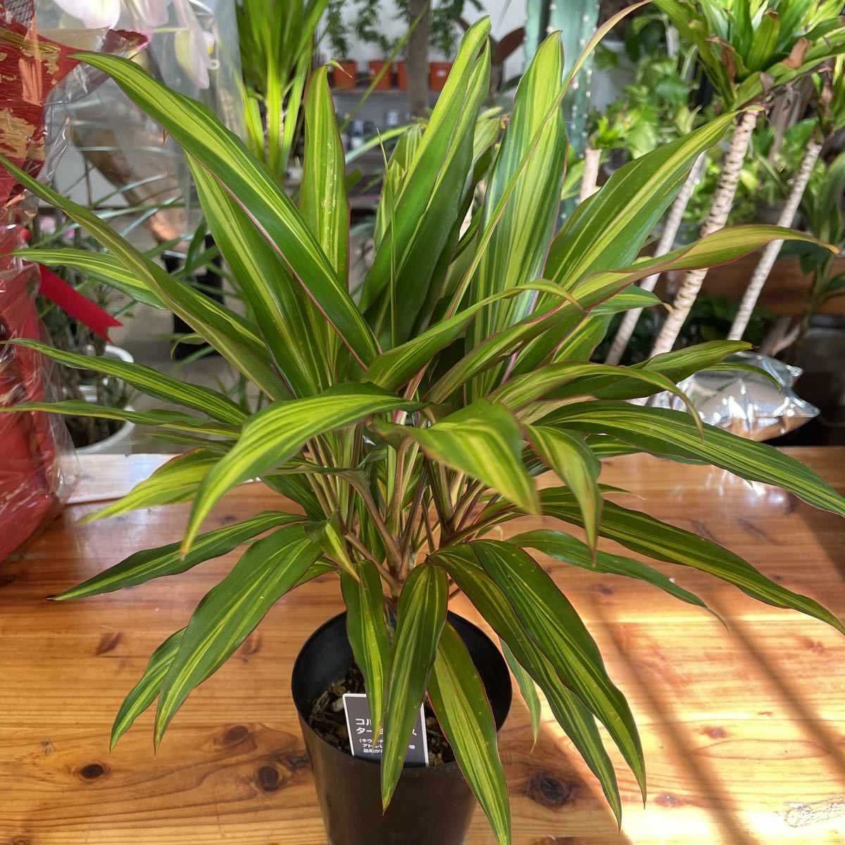 4寸＊コルジリネ キウイ？＊コルディリネ＊ドラセナ観葉植物ターミナ