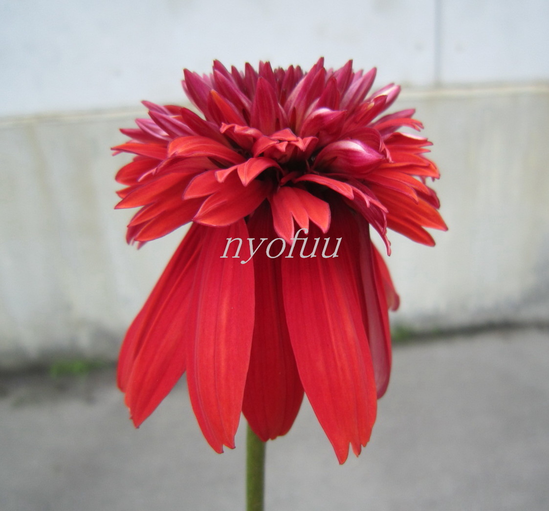 新品 八重咲き エキナセア エキセントリック バレンギク バレン菊 耐寒 宿根 山野草 草花 庭植え 地植え 鉢植え ガーデニング の落札情報詳細 ヤフオク落札価格情報 オークフリー スマートフォン版 新品 八重咲き エキナセア エキセントリック バレンギク バレン菊 耐寒 宿根 山野草 草花 庭植え 地植え 鉢植え ガーデニング の落札情報詳細 ヤフオク落札価格情報 オークフリー スマートフォン版