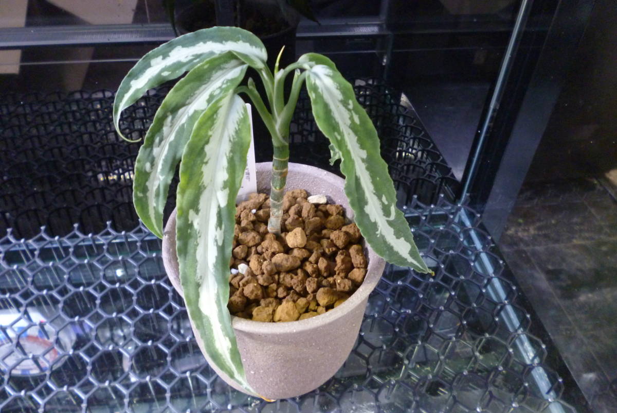 LA便 ネームド】Aglaonema pictum A 雷切[LA0914－3ss]正規