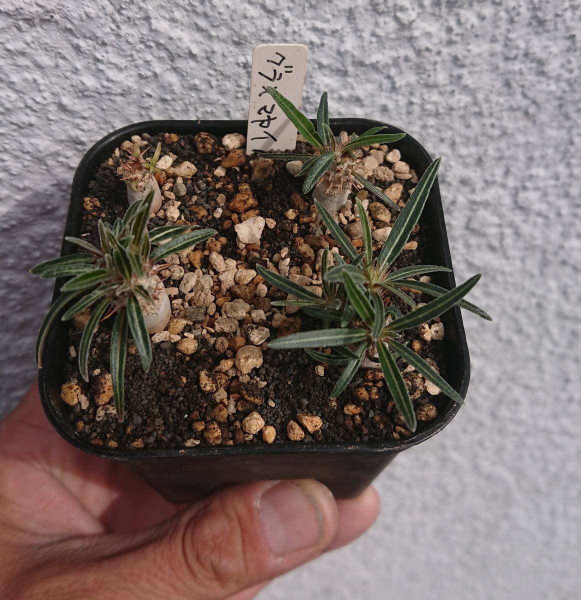 グラキリス×マカイエンセ　パキポディウムハイブリッド 良株】パキポディウムハイブリッド 【2株】グラキリス