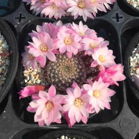 サボテン レブチア♪カキコ2個