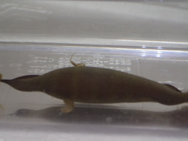 新品 サメの卵 サンゴトラザメ コーラルキャットシャーク １匹 ８cm前後 ｓｍサイズ 海水魚 熱帯魚 生体 即決 ８０サイズ関東送料８７３円 の落札情報詳細 ヤフオク落札価格情報 オークフリー スマートフォン版