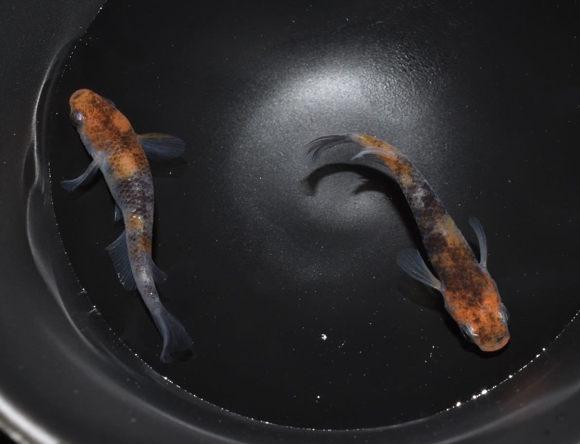 あんずめだか 桜錦1ペア 非透明鱗三色めだか の落札情報詳細 ヤフオク落札価格情報 オークフリー スマートフォン版