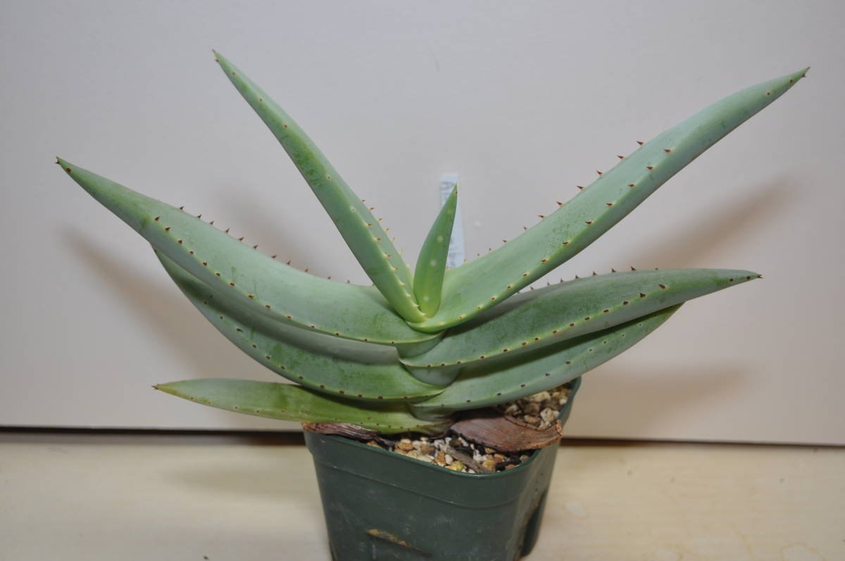 アロエ・ナミベンシス～Aloe namibensis