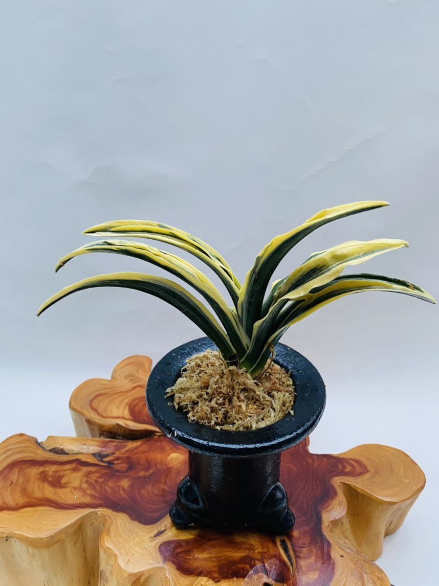 旭峰 万年青 おもと オモト 古典園芸 観葉植物 引越し祝い の落札情報詳細 ヤフオク落札価格情報 オークフリー スマートフォン版 旭峰 万年青 おもと オモト 古典園芸 観葉植物 引越し祝い の落札情報詳細 ヤフオク落札価格情報 オークフリー スマートフォン版