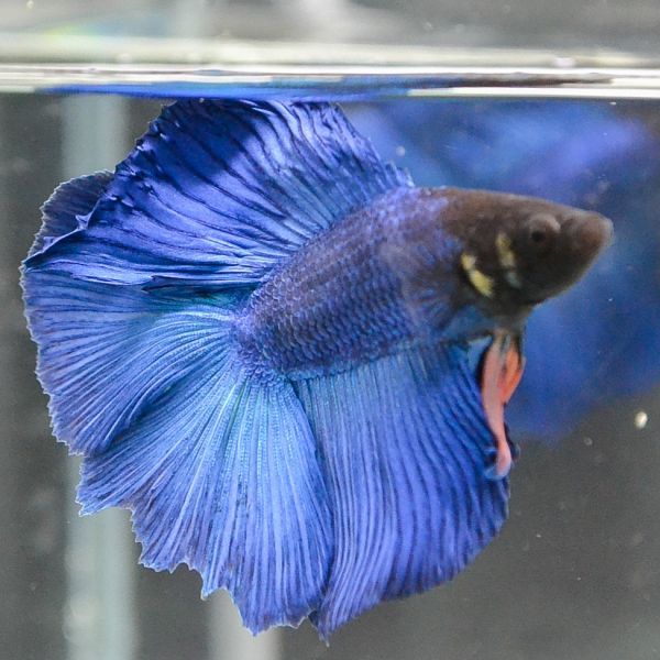 新品 06 0 フルムーン ロイヤルブルー ダブルテール ベタ 雄 オス 熱帯魚 淡水魚 Aqua Freedom の落札情報詳細 ヤフオク落札価格情報 オークフリー スマートフォン版