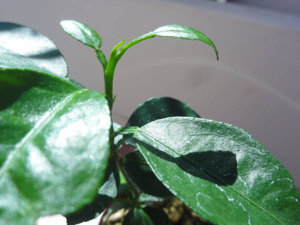 即納 すだち 酢橘苗木 Www Direcauto Net