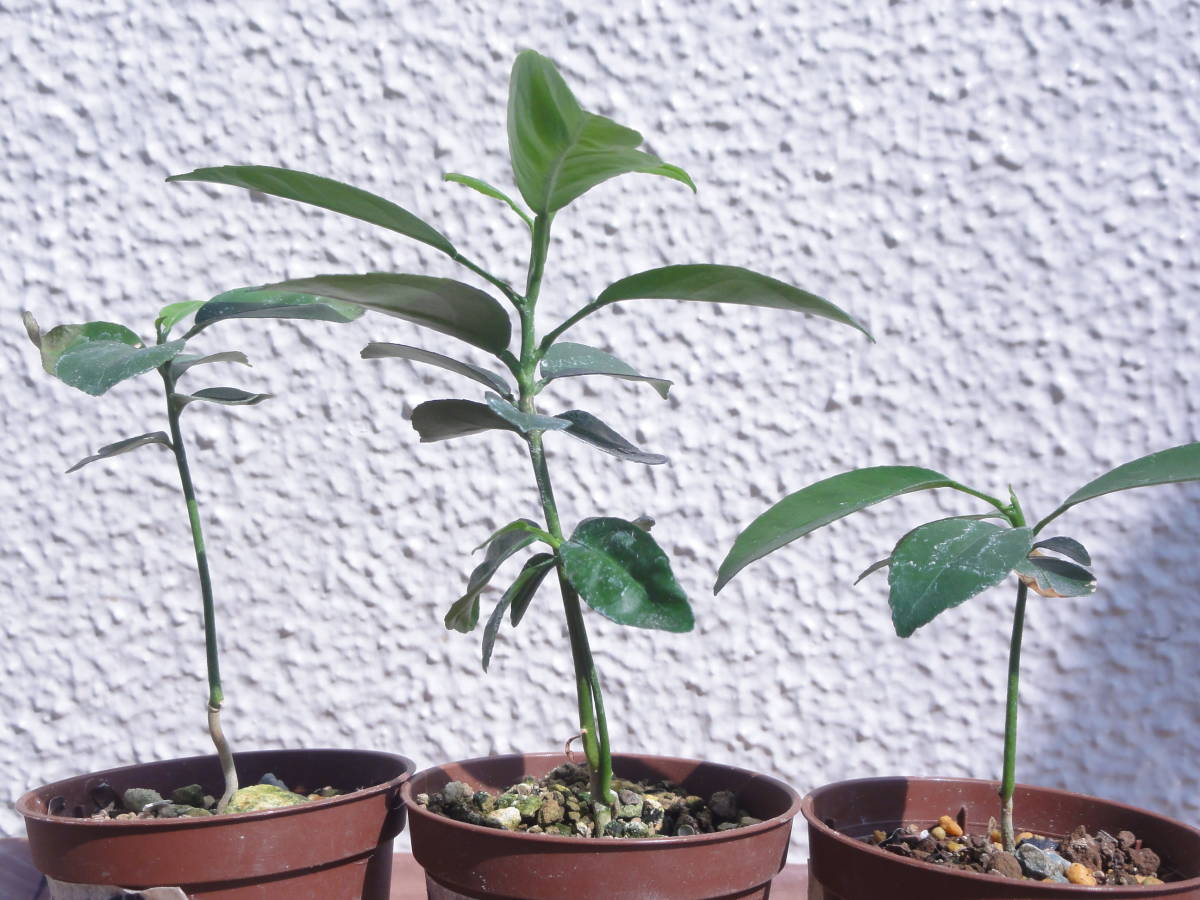 即納 すだち 酢橘苗木 Www Direcauto Net