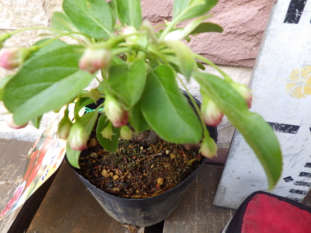 新品 実海棠 紅深山カイドウ 海棠 カイドウ 苗 10 5cmpot の落札情報詳細 ヤフオク落札価格情報 オークフリー スマートフォン版