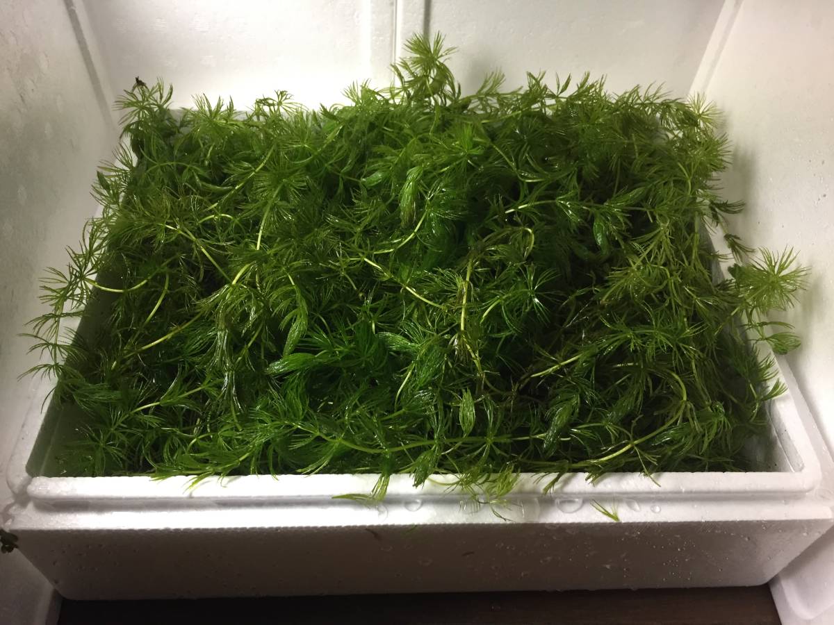 採取 浮き草マツモ発泡スチロール80サイズ大量 無農薬 メダカ 水槽 淡水魚 金魚 ミナミヌマエビ エサ ザリガニ等に の落札情報詳細 ヤフオク落札価格情報 オークフリー スマートフォン版