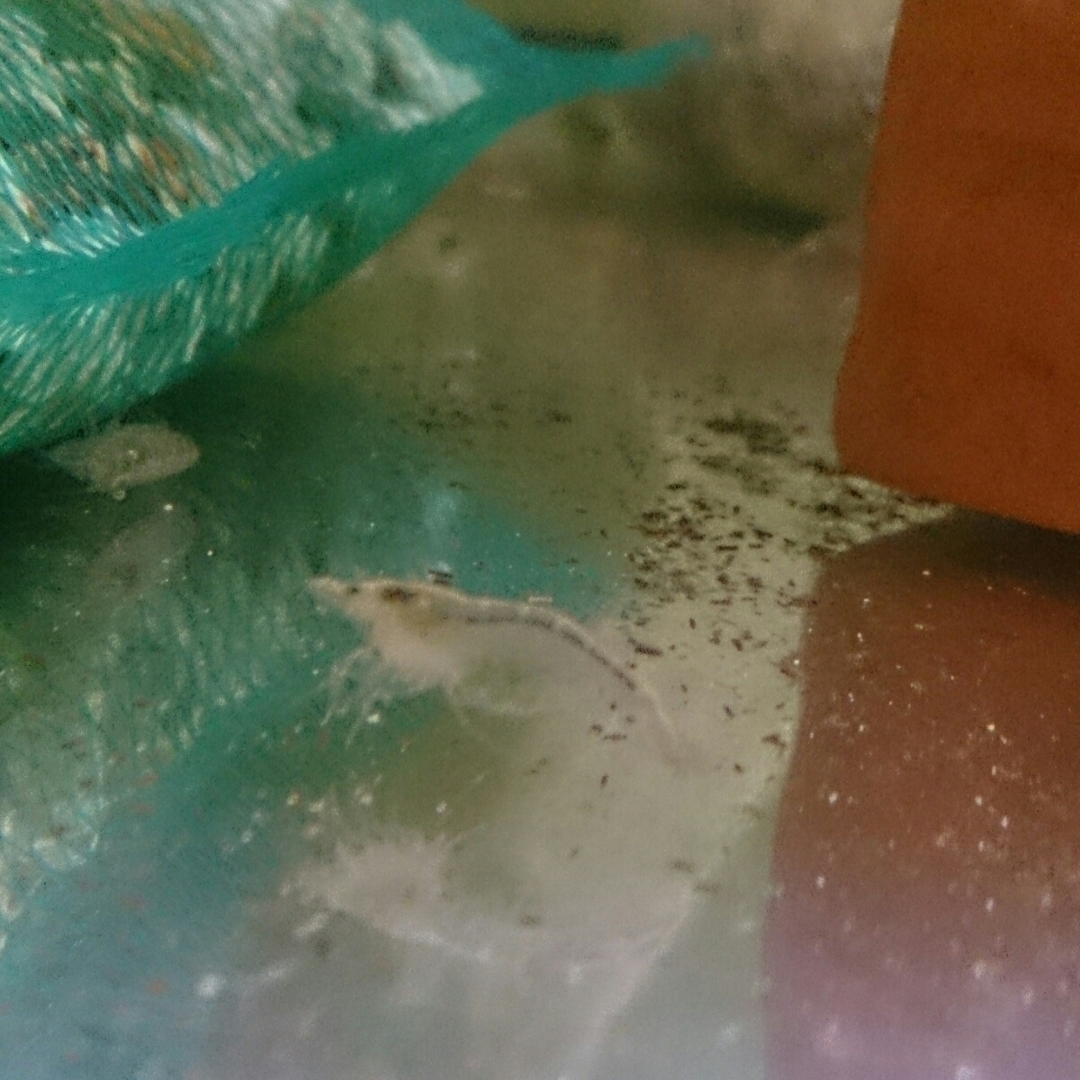 ミナミヌマエビ 10匹 おまけの水草 マツモ ウィローモス 山椒藻 飼育水たっぷり A 8 の落札情報詳細 ヤフオク落札価格情報 オークフリー スマートフォン版