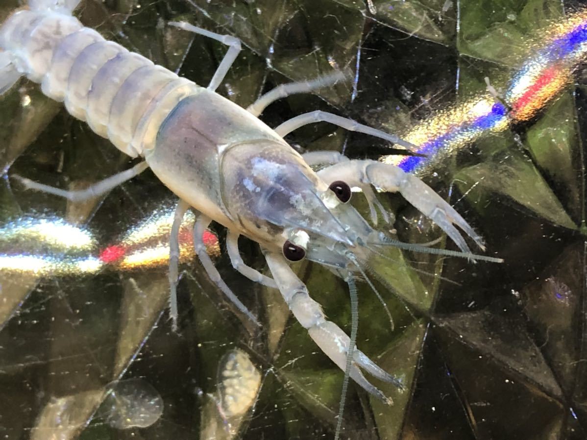 新品 アメリカザリガニの色素変異 クリアザリガニ 写真の個体 4センチくらいメス ブロンド色っぽいほしbkヘテロ 42 の落札情報詳細 ヤフオク落札価格情報 オークフリー スマートフォン版