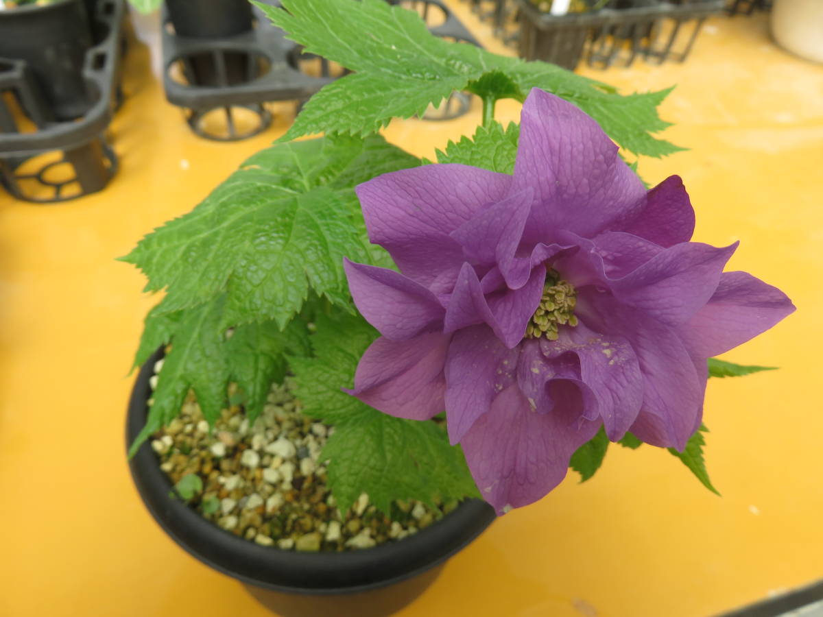 山野草　濃色八重咲きシラネアオイ　実生４年3個とコジマエンレイソウ２個のセット 山野草、シラネアオイ、八重咲（多弁花系）3