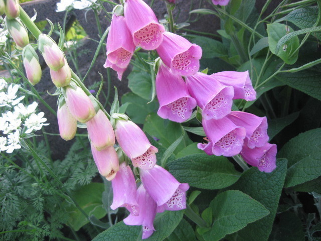 A 9 ジギタリス フォックスグローブ キツネノテブクロ ピンク 50粒 花の種 の落札情報詳細 ヤフオク落札価格情報 オークフリー スマートフォン版