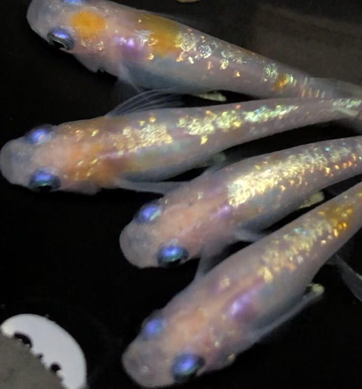 ラメと体外光の大渋滞 天帝 有精卵40個 A サファイアや王妃や忘却の翼と並ぶ準新作メダカ の落札情報詳細 ヤフオク落札価格情報 オークフリー スマートフォン版