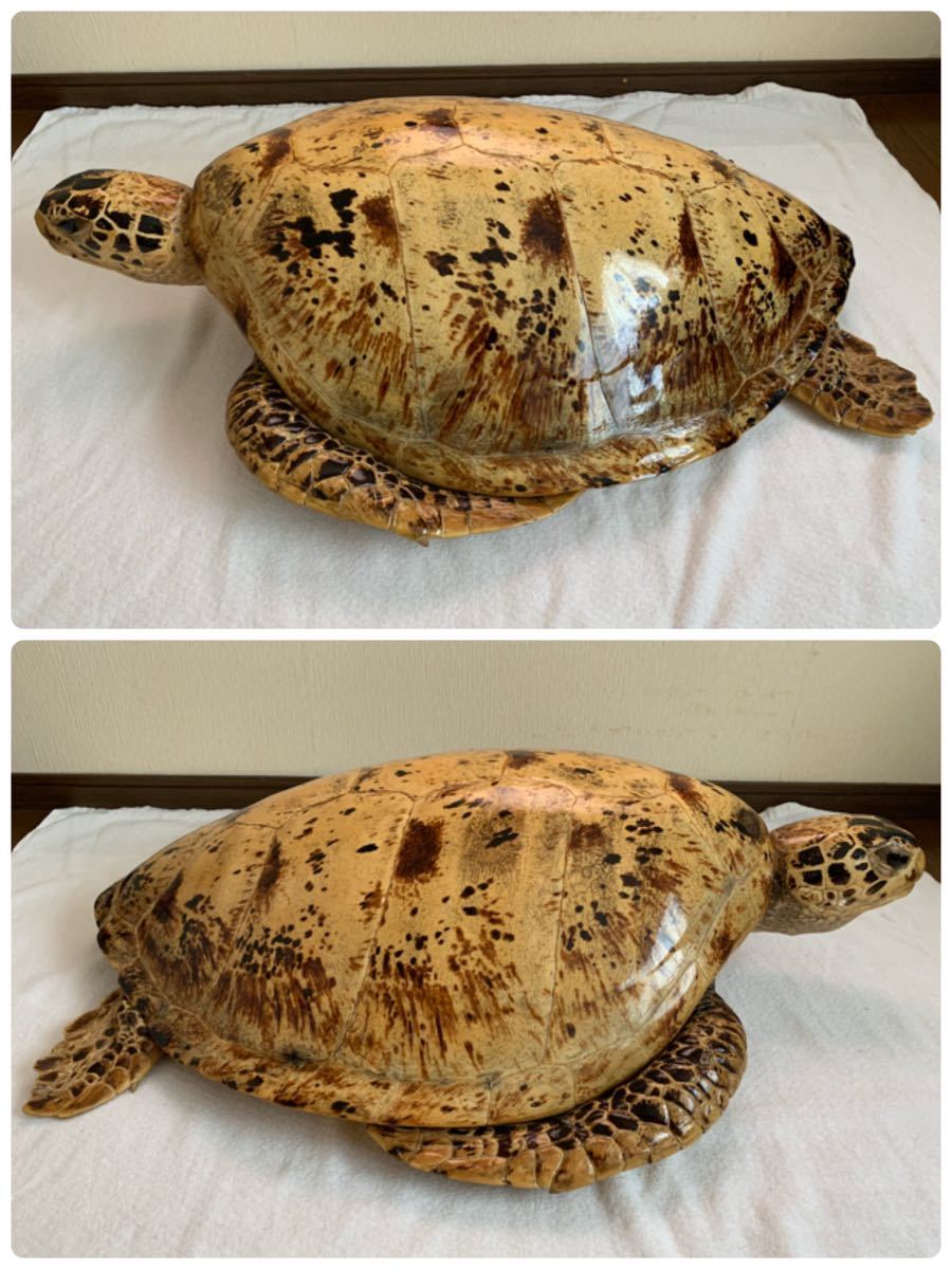 アオウミガメのはく製 【公式通販】