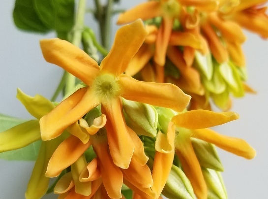 芳香植物 イエライシャン 夜来香 ９ Pot苗 2株セット の落札情報詳細 ヤフオク落札価格情報 オークフリー スマートフォン版