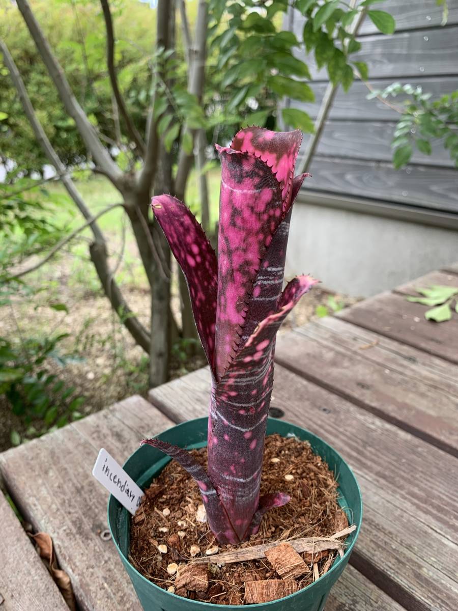 ビルベルギア・インセンディアリーデライト Billbergia 'Incendiary