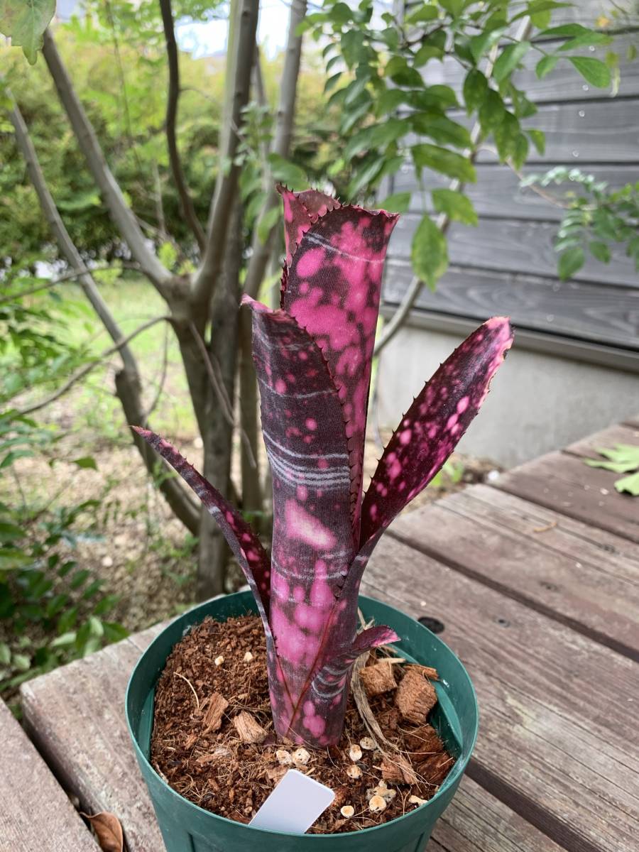 ビルベルギア・インセンディアリーデライト Billbergia 'Incendiary