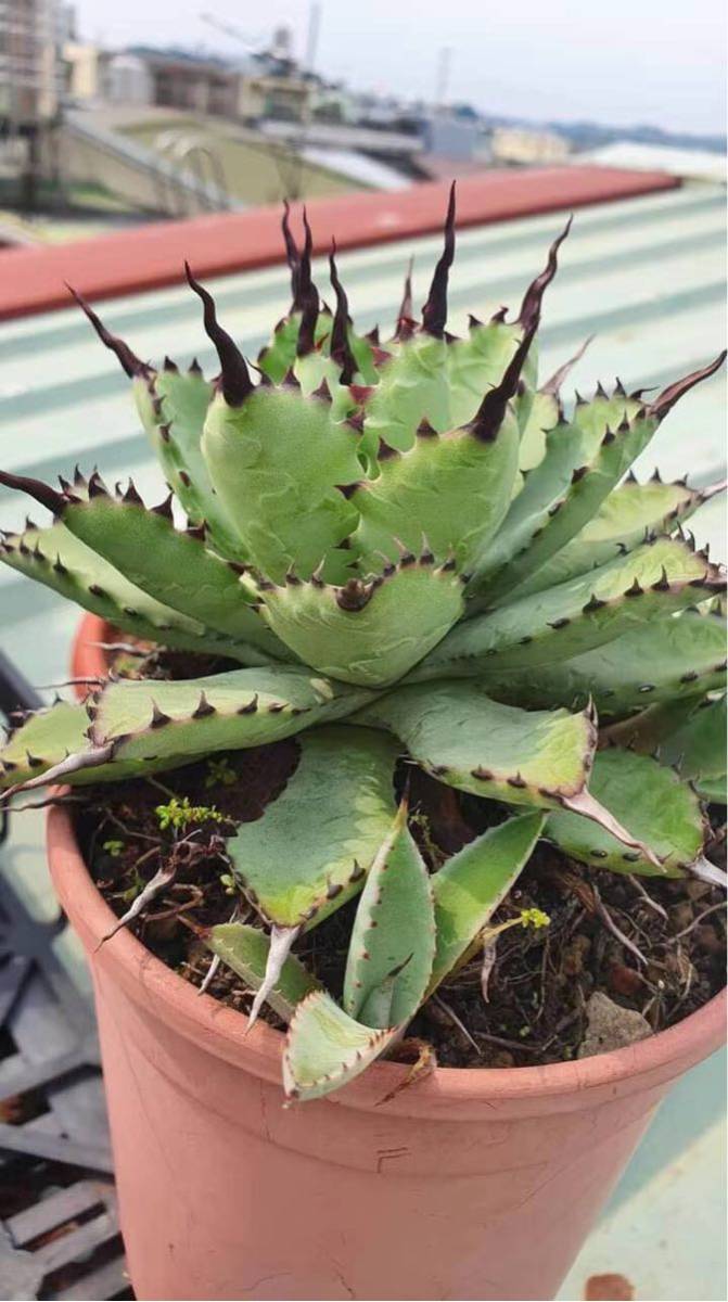 肉植物アガベ ユタエンシス ネバデンシス 陽炎x八荒雷神台湾輸入