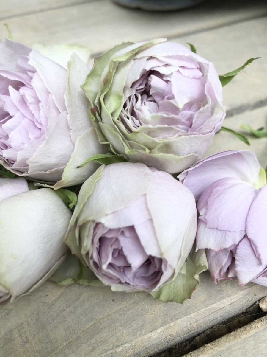 新品】希少 バラ苗 切花品種☆ヴィンテージレース☆ 薔薇の落札情報