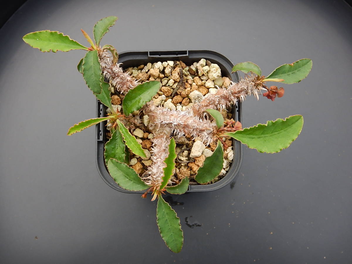 s23814 ポピー PB-89 90 91 92 93 ガッチャスパルタン 当時物 レトロ [057-191212] スーツケースサンリオ キャリーケース 当たりくじ 景品 トランク