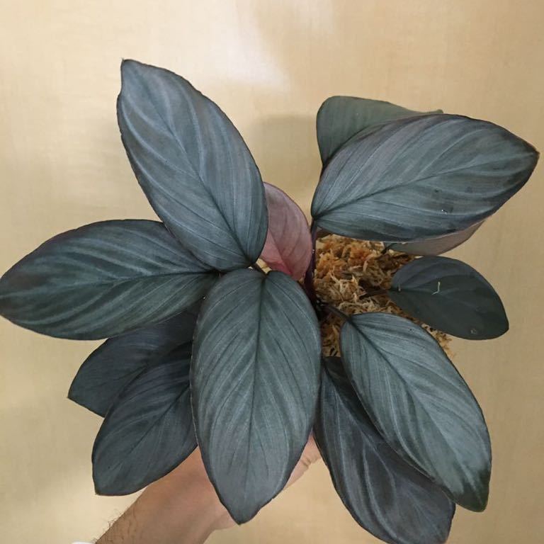 未使用】 ◇homalomena sp.”Kurogane”SRP from Pulau Lingga 【HW1017