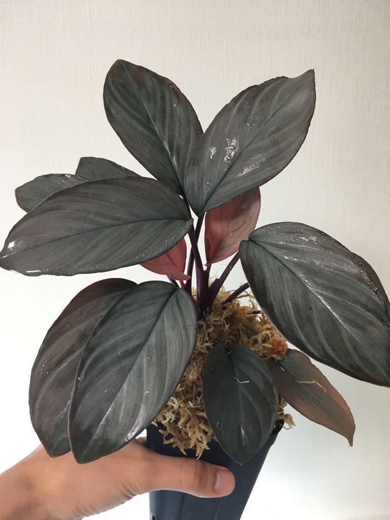 未使用】 ◇homalomena sp.”Kurogane”SRP from Pulau Lingga 【HW1017