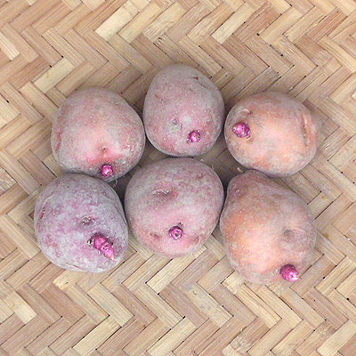 ノーブルシャドー シャイニールビー 種芋 各5000g ぶ厚