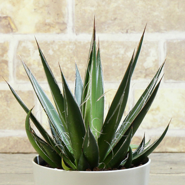 アガベ フィリフェラ 白糸の王妃 Agave filifera
